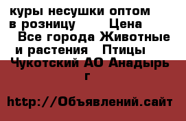 куры несушки.оптом 160 в розницу 200 › Цена ­ 200 - Все города Животные и растения » Птицы   . Чукотский АО,Анадырь г.